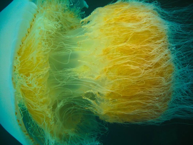 Ужас в глубине: самые опасные медузы, которых лучше никогда не встречать