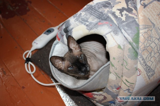 Вторник. Котэ. Пора