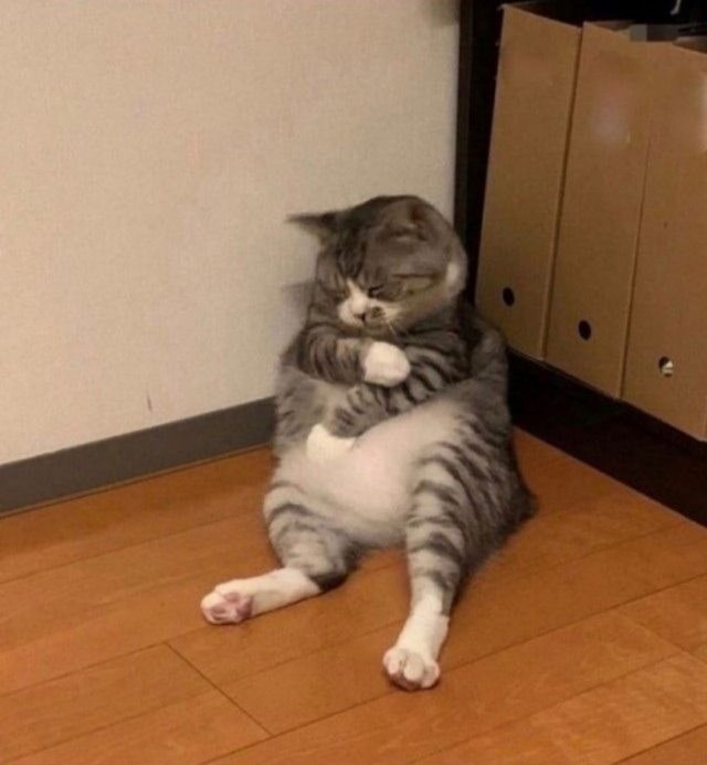 И снился коту сон