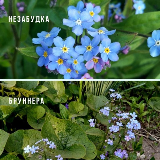 Подскажите что за цветочек?