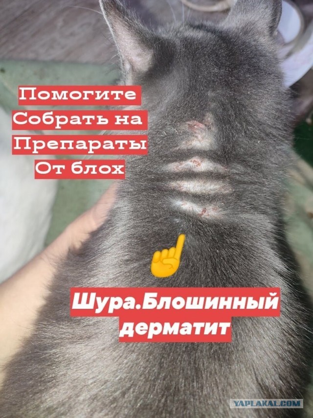 Котики в беде