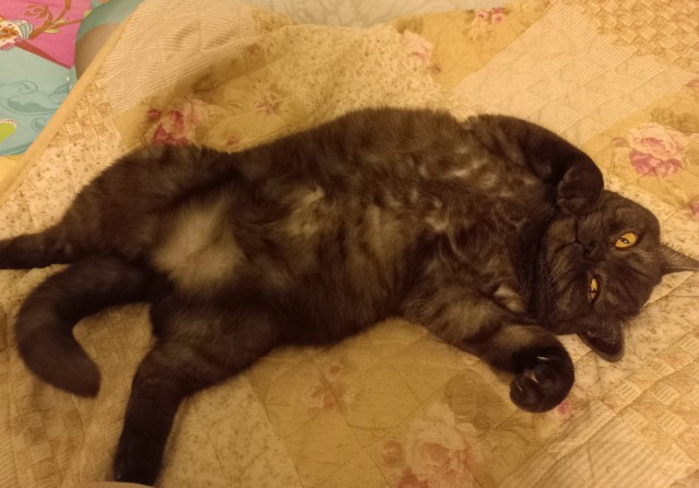 Котовторник 19.07.22