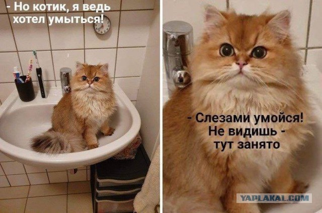 Весёлый полтишок 08.09.22