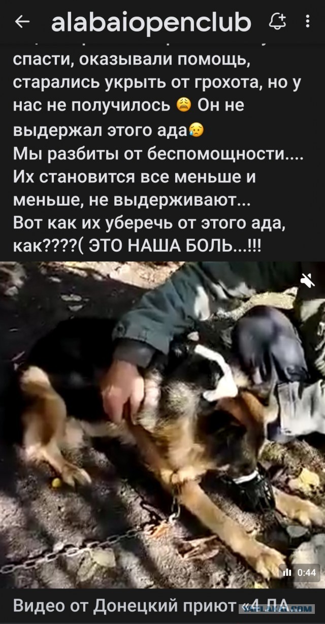 Вы видели как плачут собаки?