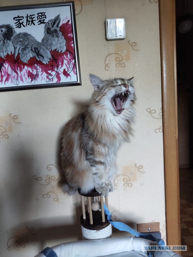 Зверье