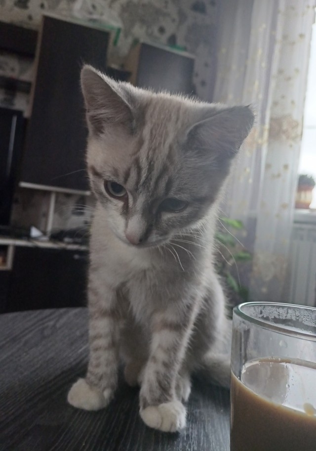 Соня дальнобойщица