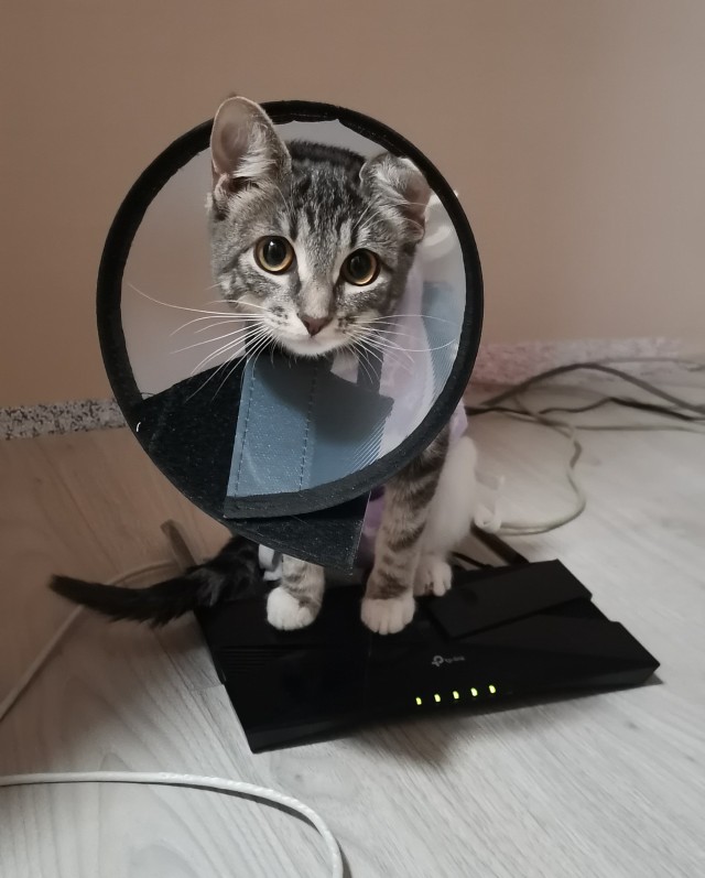 Вторник, ваши коты и кошки в студию