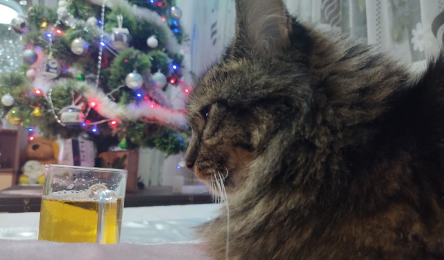 Котовторник 17.01.23
