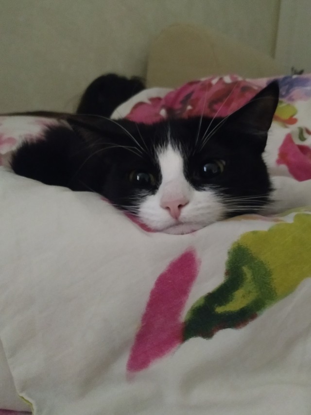 Коточетверг!