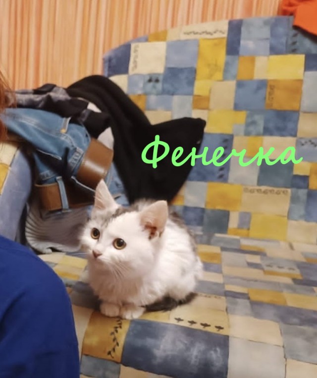 Жизнь домашнего приюта "Котоленд" 380