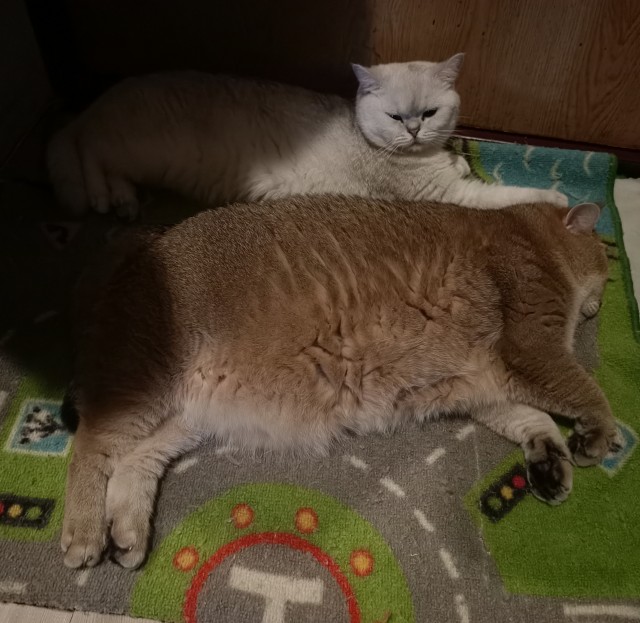 Котовторник