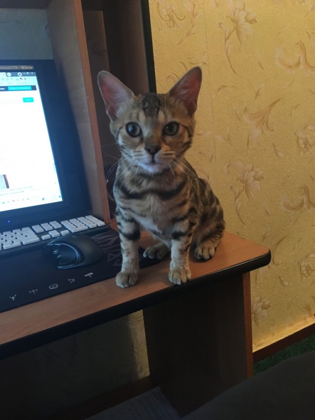 Моя Розетка