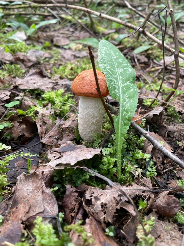 Перекличка грибников