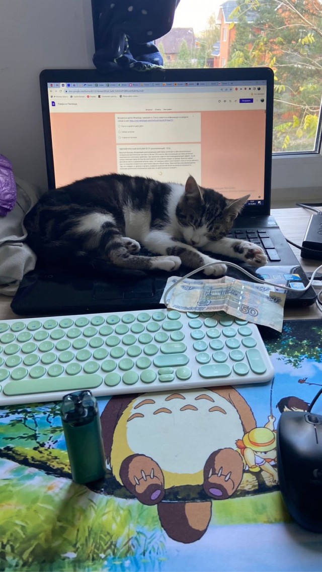К - Котовторник ☺ Пополнение