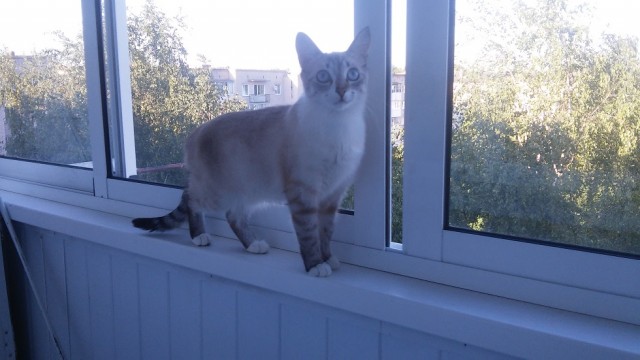 Котовторник 7.11.23