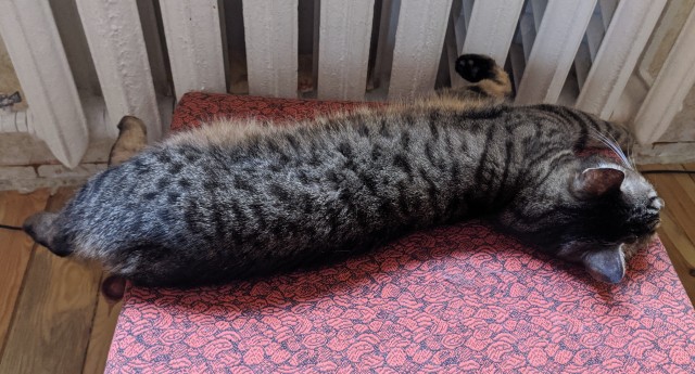 С котовторником ЯПовцы