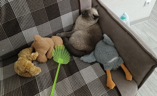 Всех с котовторником