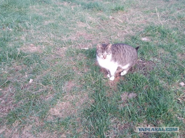 Жизнь домашнего приюта для котеек 490