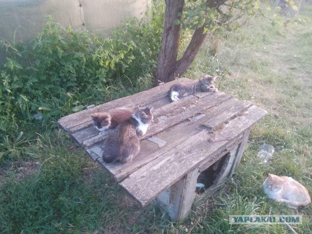 Жизнь домашнего приюта для котеек 502