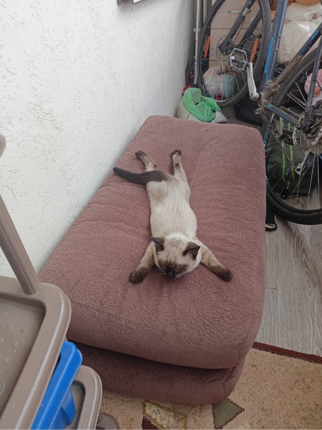 Котовторник, от мала до велика