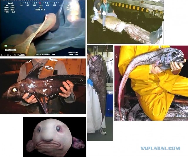 Почему же не стоит связываться с океаном?