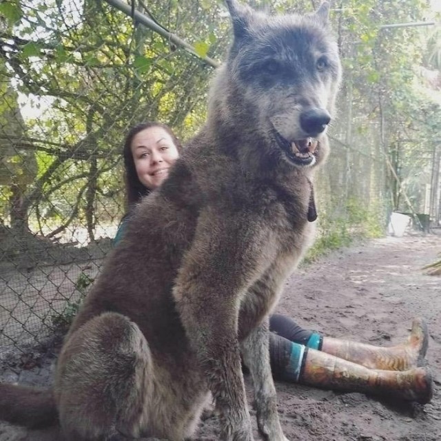 Это Юки, и он робкий волк.