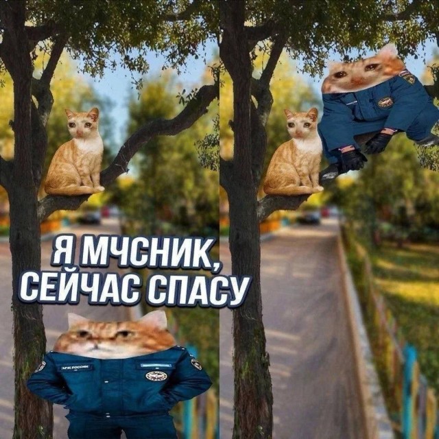 В Башкирии скалолаз снял с дерева кошку, просидевшую там 3 дня