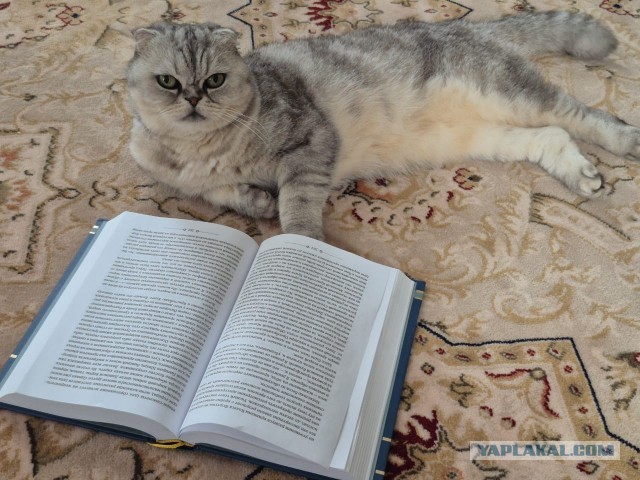 К котовторнику