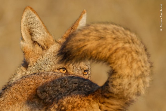 15 главных кадров конкурса Wildlife Photographer of the Year