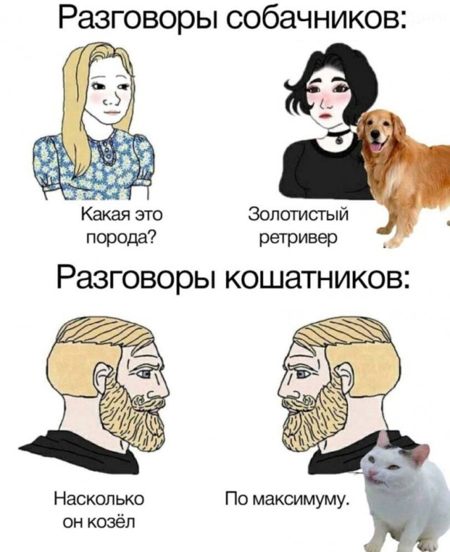 Как встречают друг друга разные животные