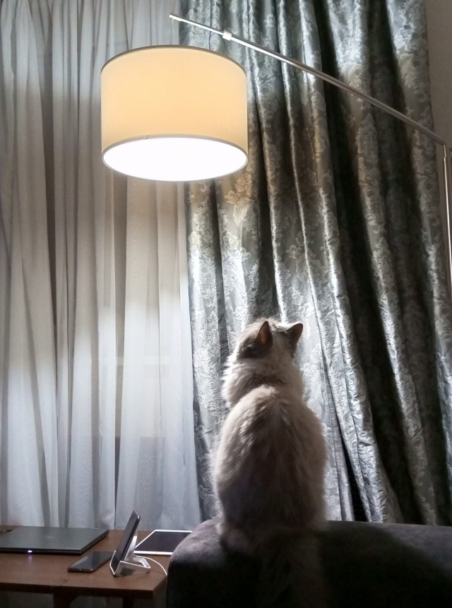 С котовторником!