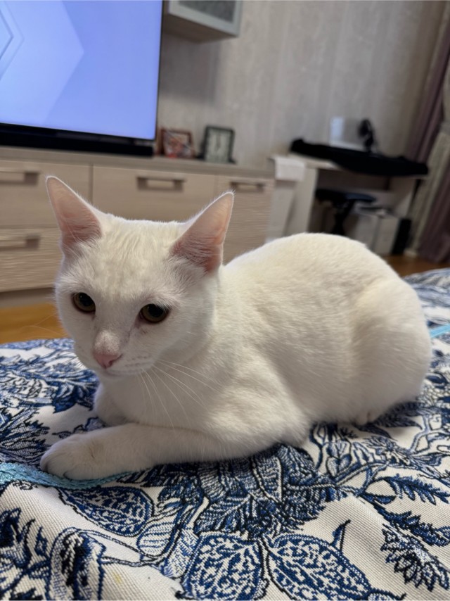 Котовторник.Наши модели