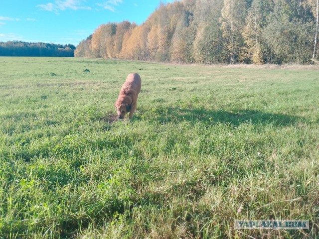 Жизнь домашнего приюта для котеек 560