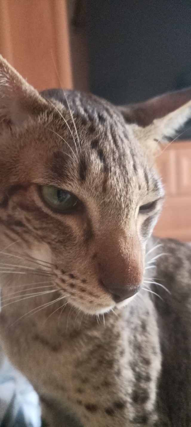 Ну раз котоффторник!