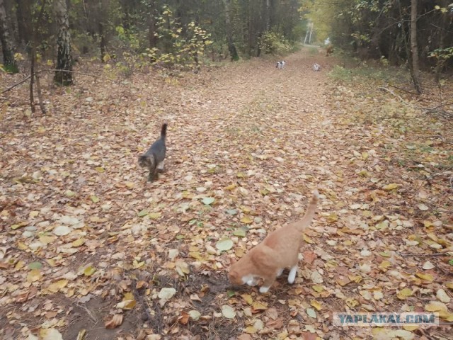 Жизнь домашнего приюта для котеек 561