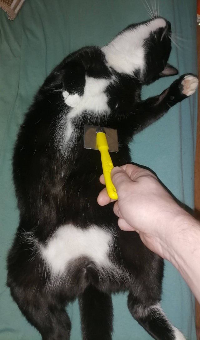 Кота граблят посреди ночи