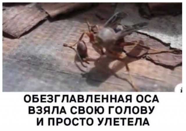 Дегрономикон 9