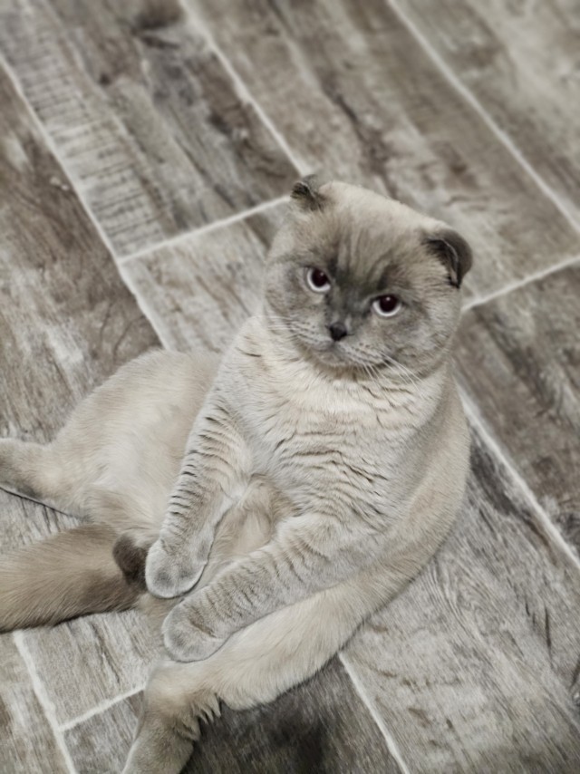 Вот и мой кот
