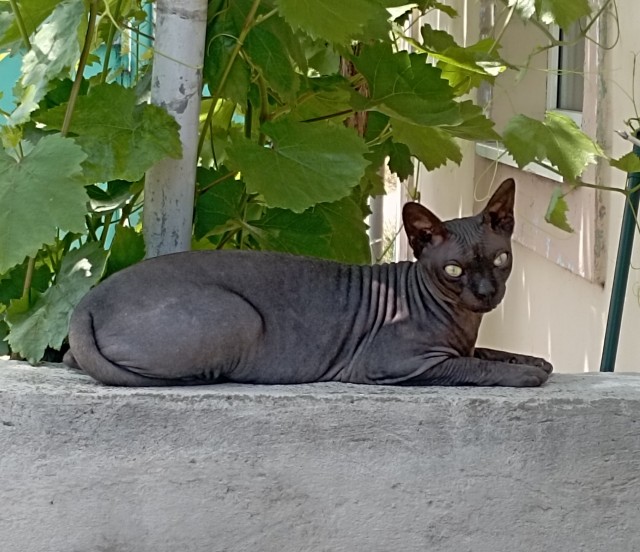 В защиту кошек породы Сфинкс канадский...