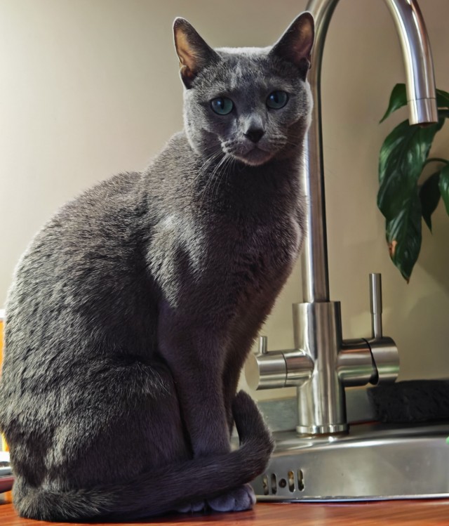 А котовторник уже пришёл?