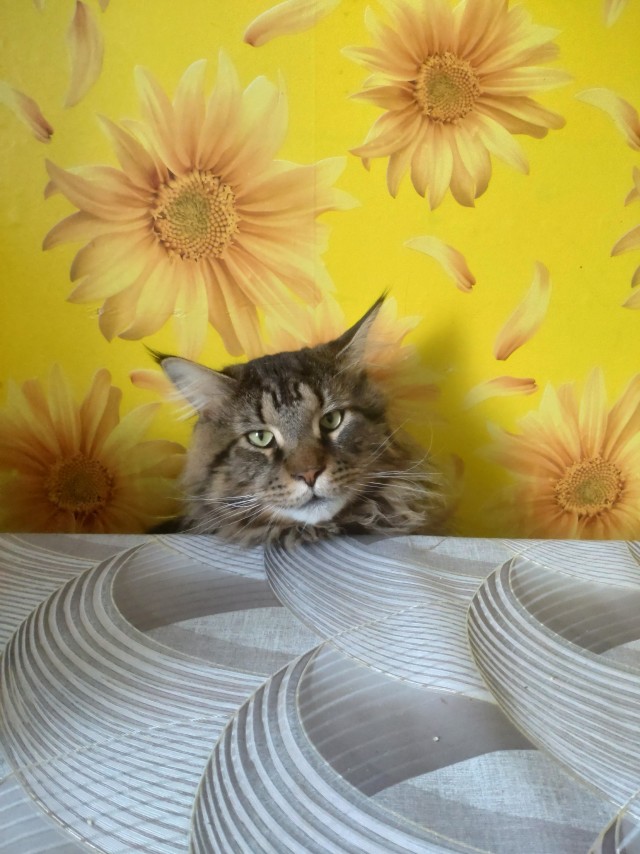 Кот