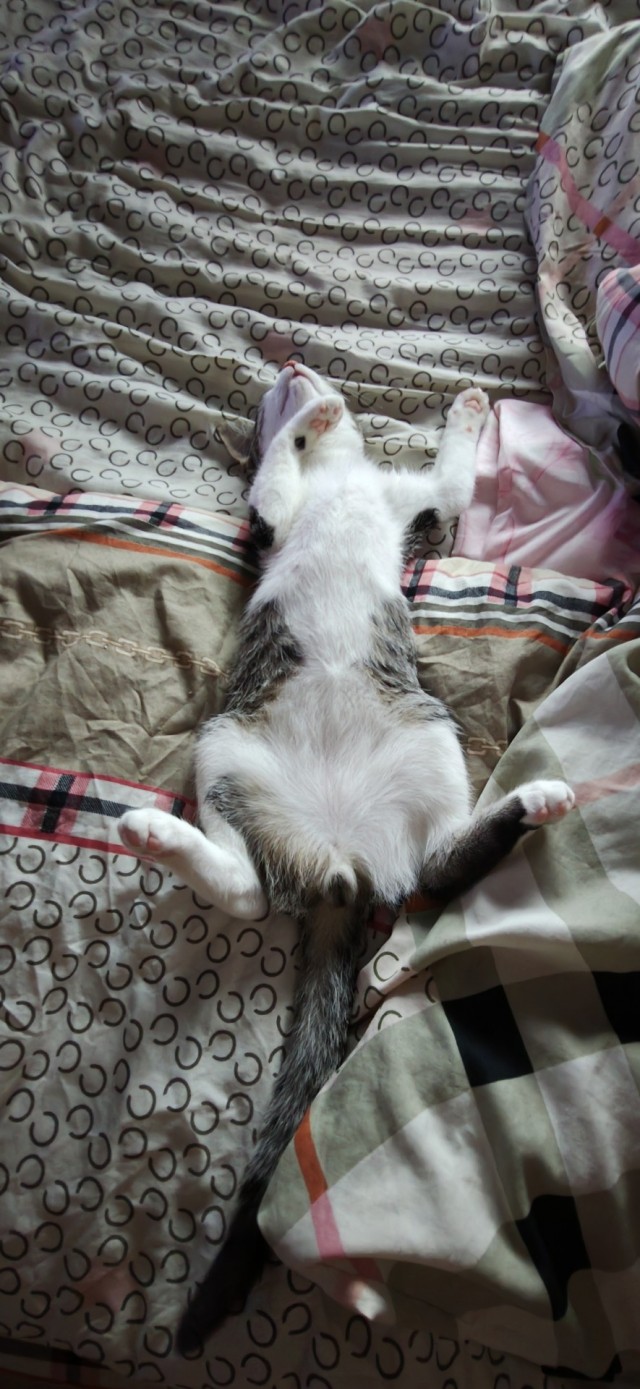 Фотки красивого кота.