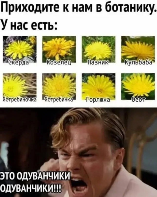 *БАЯН*Про кедр, коллеги.