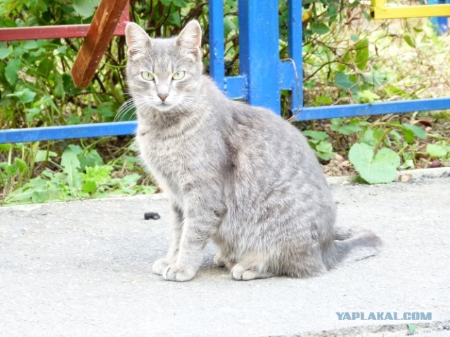 Котовторник   27.08.2013