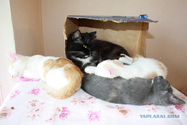 Котовторник 03.09.2013