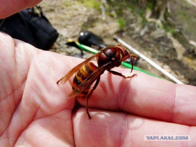 Шершень (Vespa crabro)