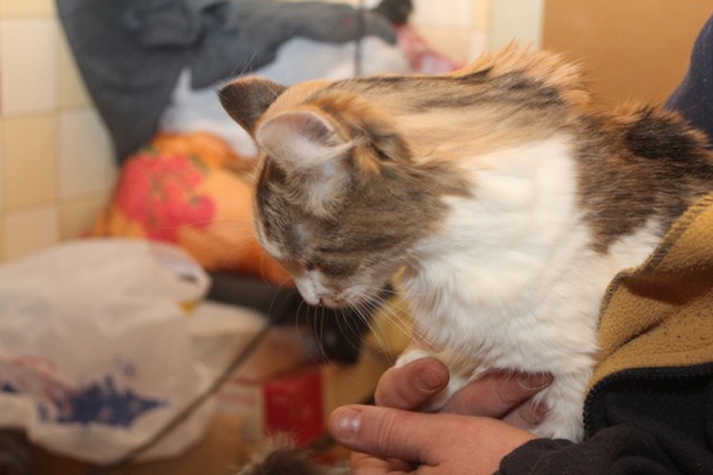 Котейка, который не знает как лежат котейки