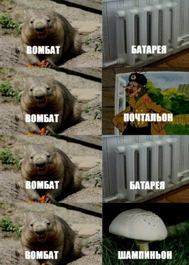 Вомбат батяня