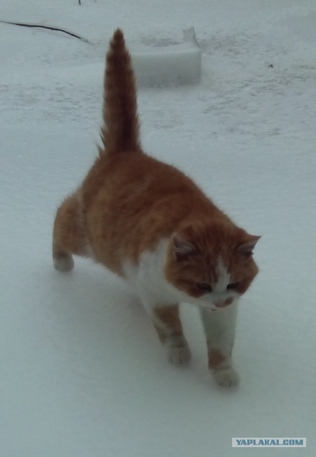 Котовторник  28.01.14