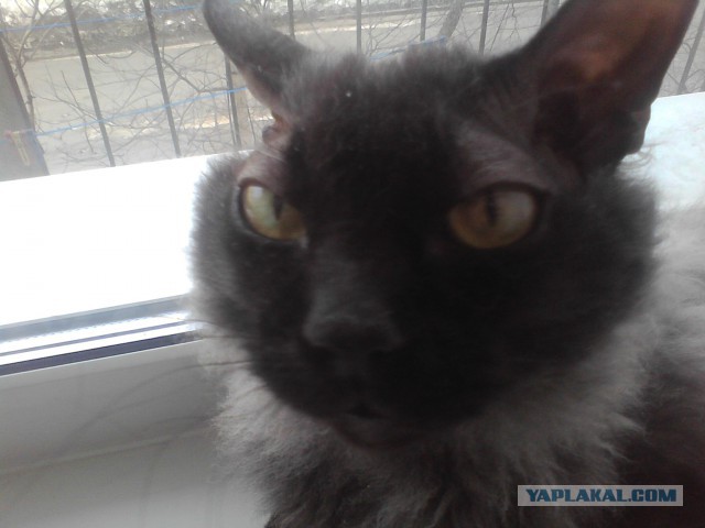 Котовторник 25.02.2014